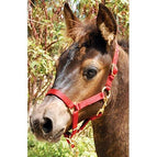 Red / Miniature Horse