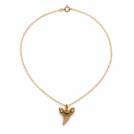 A single shark tooth pendant with a gold metal cap on a thin gold metal chain, arranged in a circle on a white background.