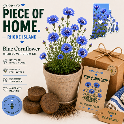 Rhode Island Blue Cornflower Wildflower Grow Kit