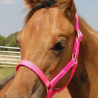 Foal - Up to 200 lbs / Hot Pink