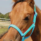 Foal - Up to 200 lbs / Turquoise