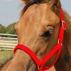 Foal - Up to 200 lbs / Red