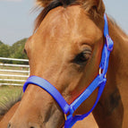 Foal - Up to 200 lbs / Royal Blue