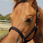 Foal - Up to 200 lbs / Black