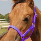 Foal - Up to 200 lbs / Purple