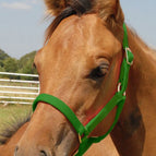 Foal - Up to 200 lbs / Green