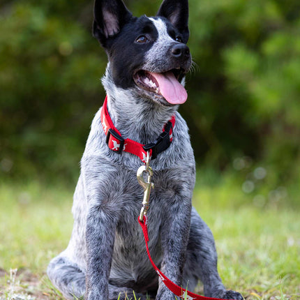 Jeffers Reflective Hound Series Adjustable Nylon Dog Collars